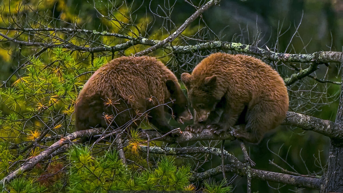 Бурые медвежата на дереве. - Aleksey Afonin