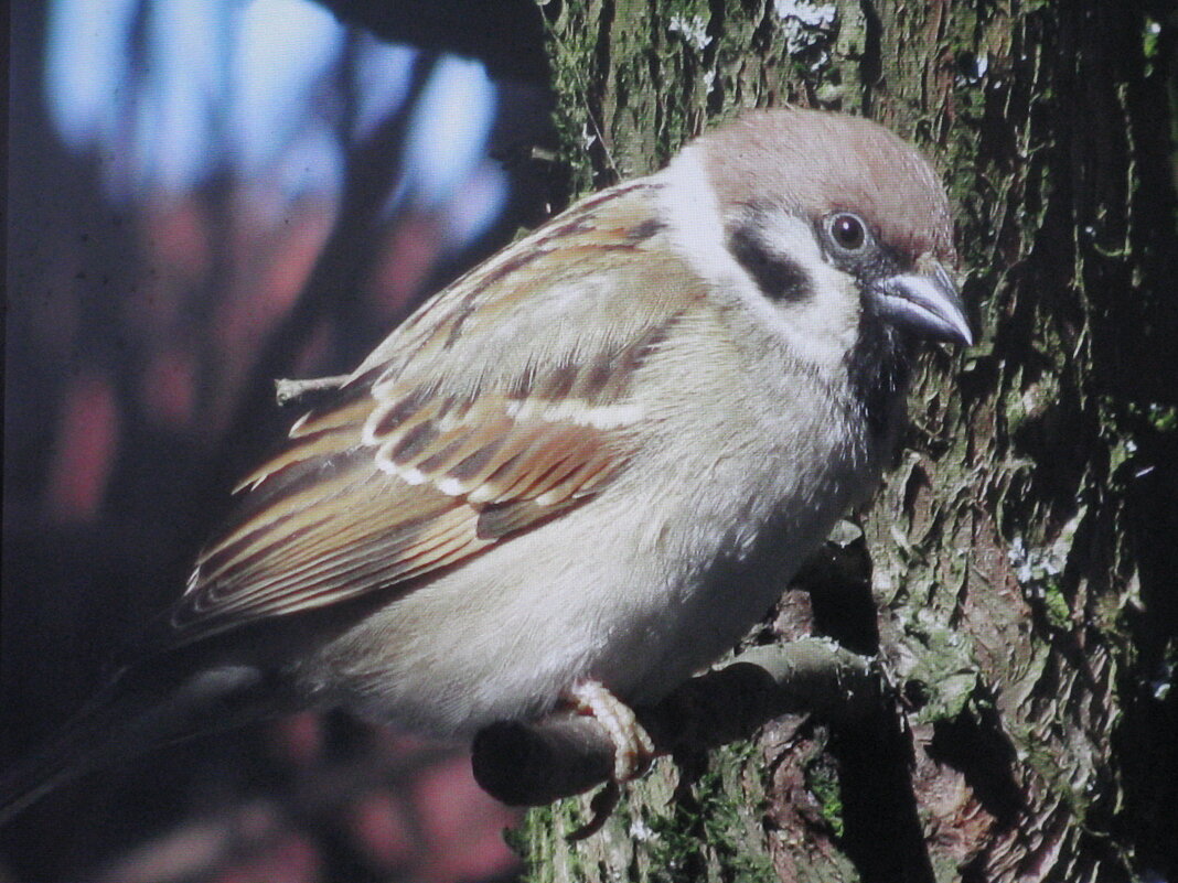 Загрустил - Людмила Смородинская