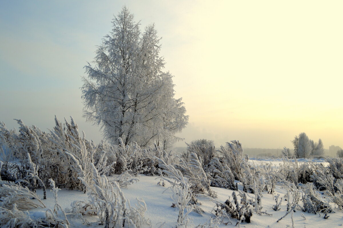 Зимние травы луговые - Татьяна Лютаева