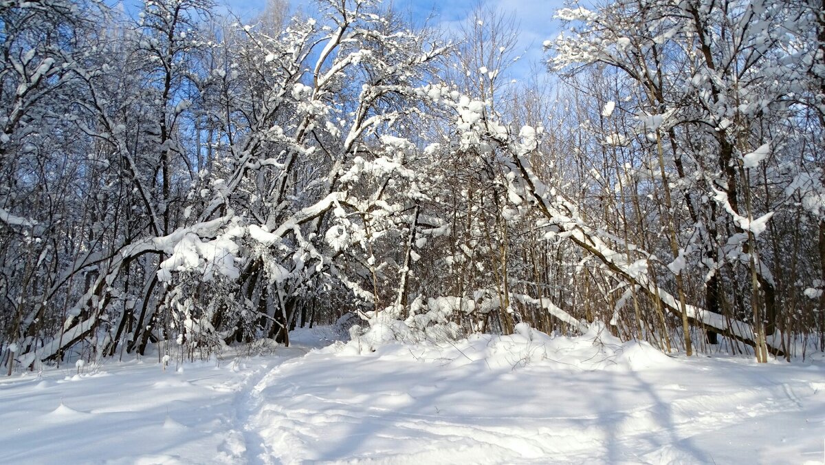 В зимнем парке. - Милешкин Владимир Алексеевич 