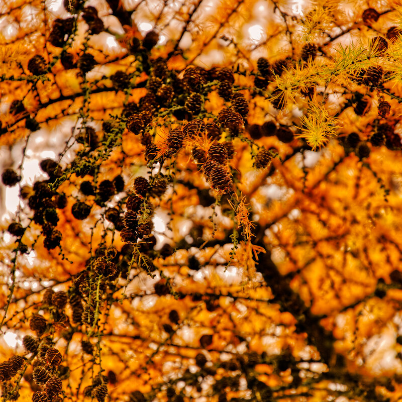 Лиственница - Jakob Dick