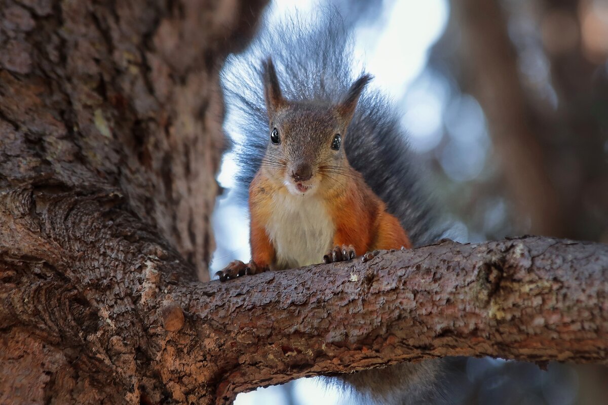 Принесли орешки? - Татьяна Бравая