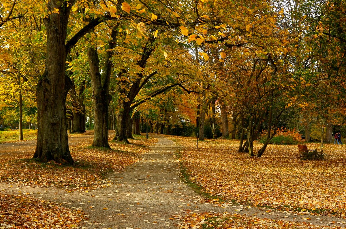 Осенние дорожки - Юрий. Шмаков