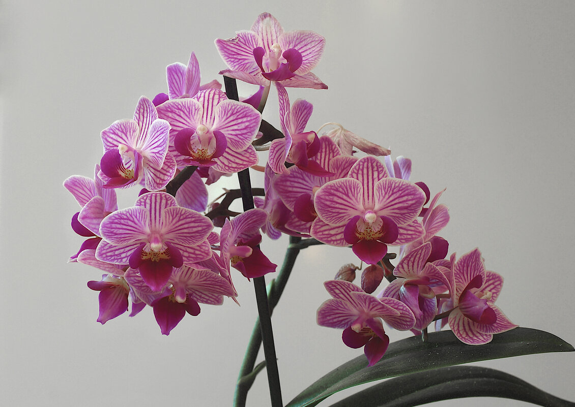 **** - владимир володёнок