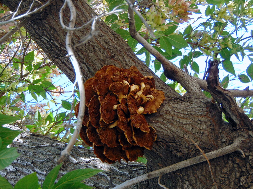 Грибочки. - nadyasilyuk Вознюк