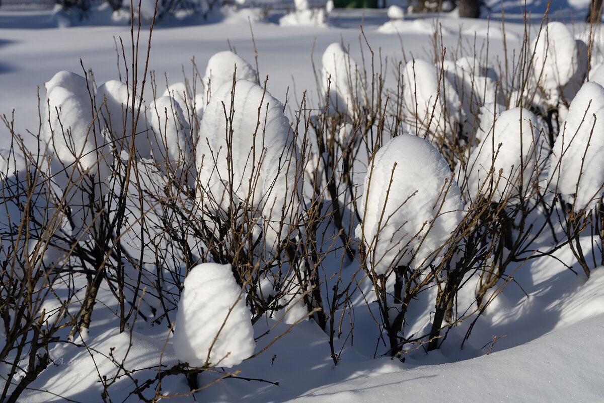 Снежные кусты - Александр Синдерёв