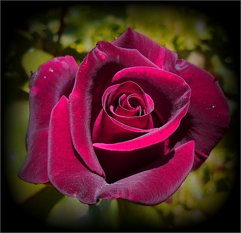 Роза из сада - Наталья ***