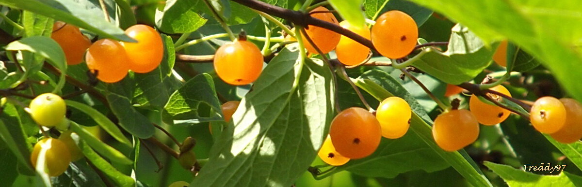 Татарская жимолость - Freddy 97