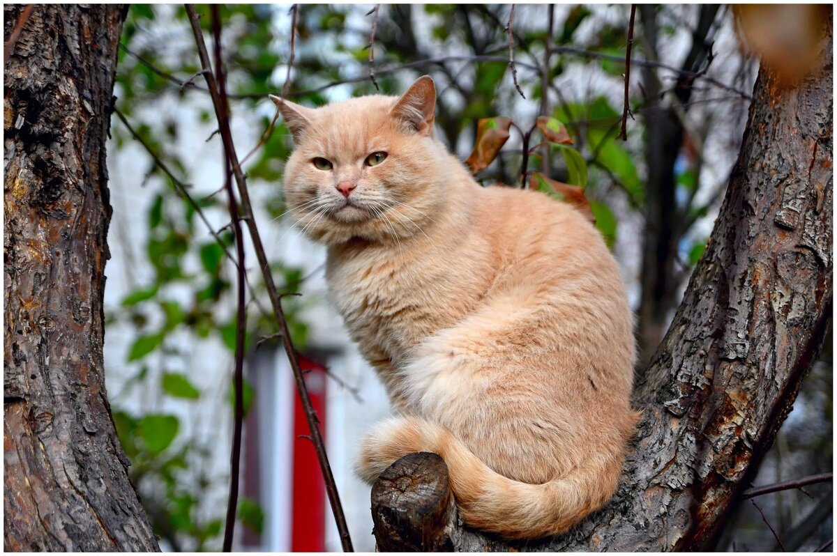 Высоко сижу. Далеко гляжу. - Михаил. 