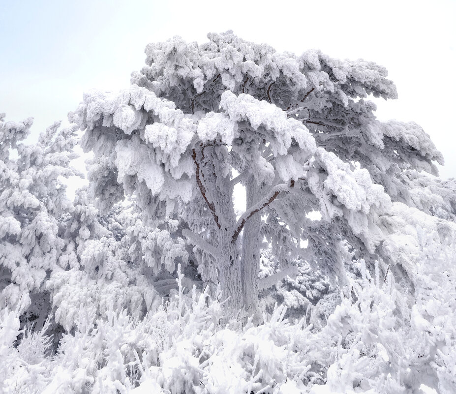 Сибирские пальмы - Марина Фомина.