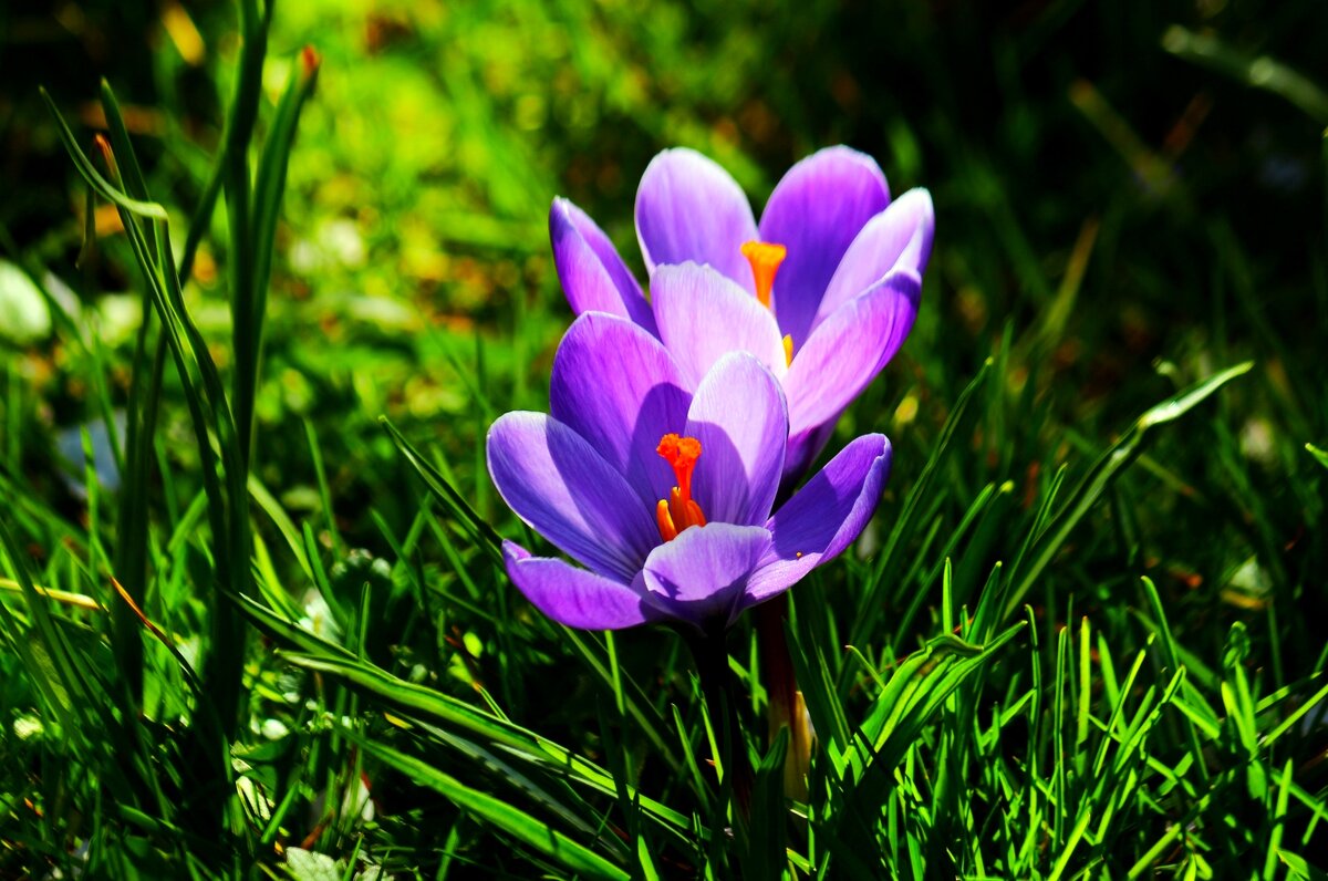 Весна пришла - Юрий. Шмаков