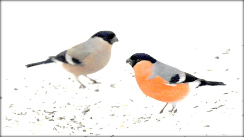 Снегири этого года ... - Сергей 