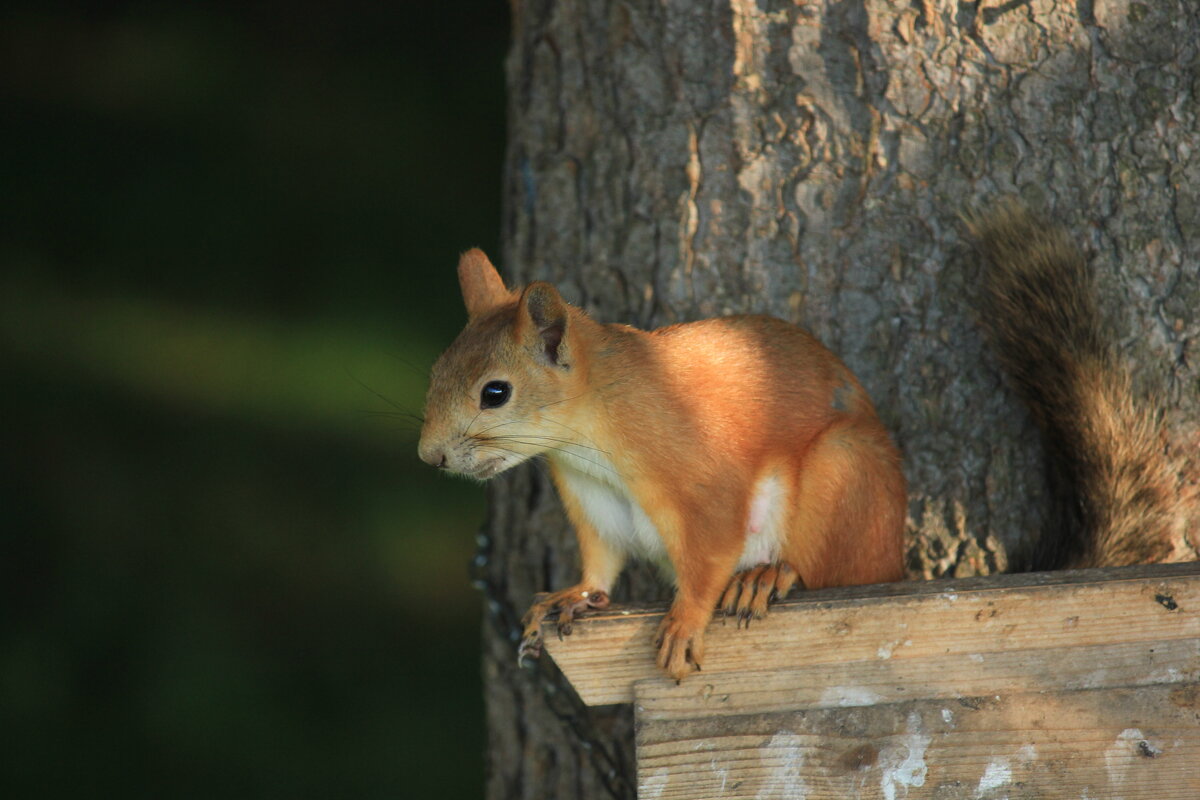 Белка - Сергей Кочнев