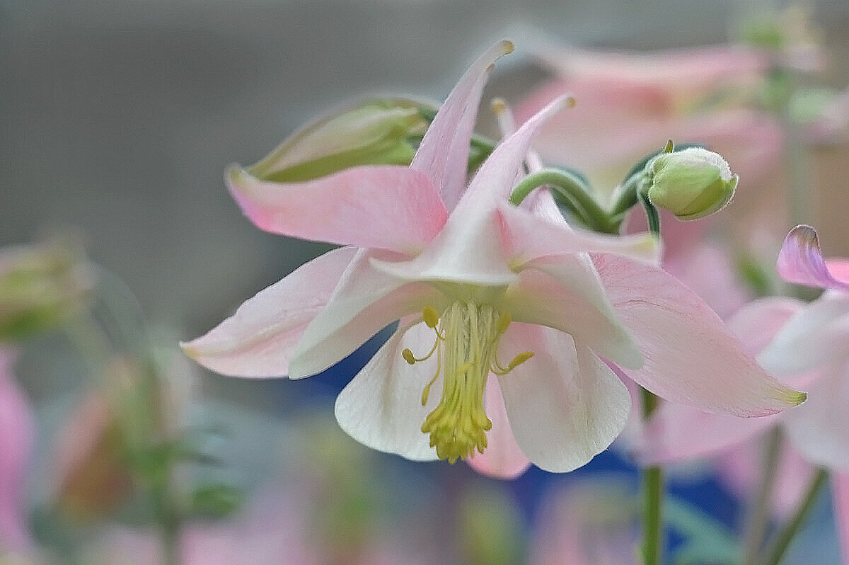 Аквилегия - Надежда Куркина 