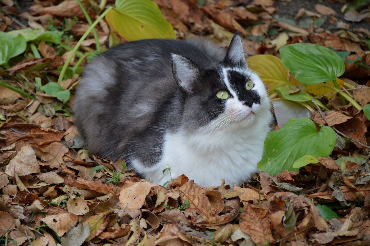 Зеленоглазка... - Надежда Куркина 