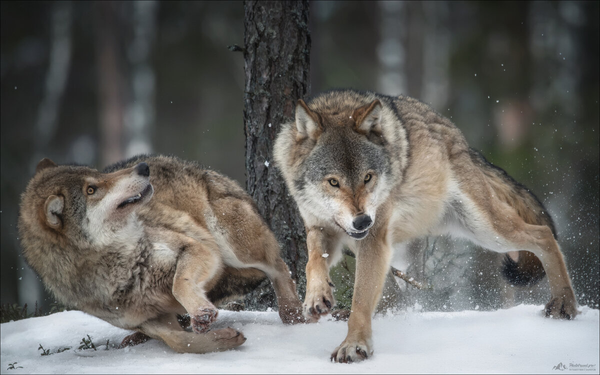 Умри, замри, воскресни .. - Влад Соколовский