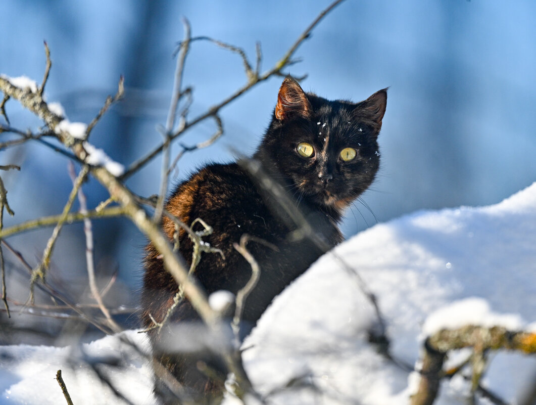 Мои птички - Вадим 