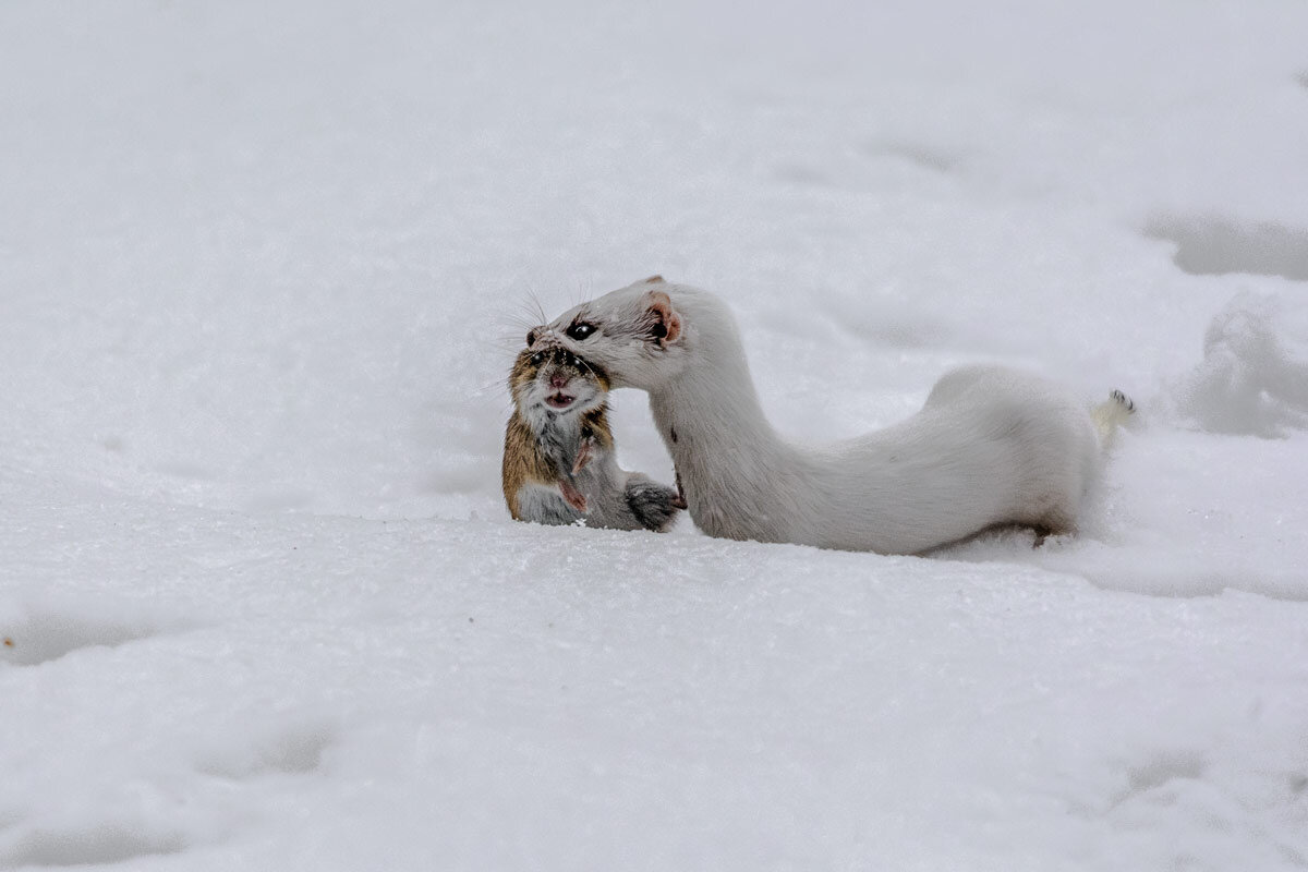 Маленький охотник (ласка). - Nikolay Lovec