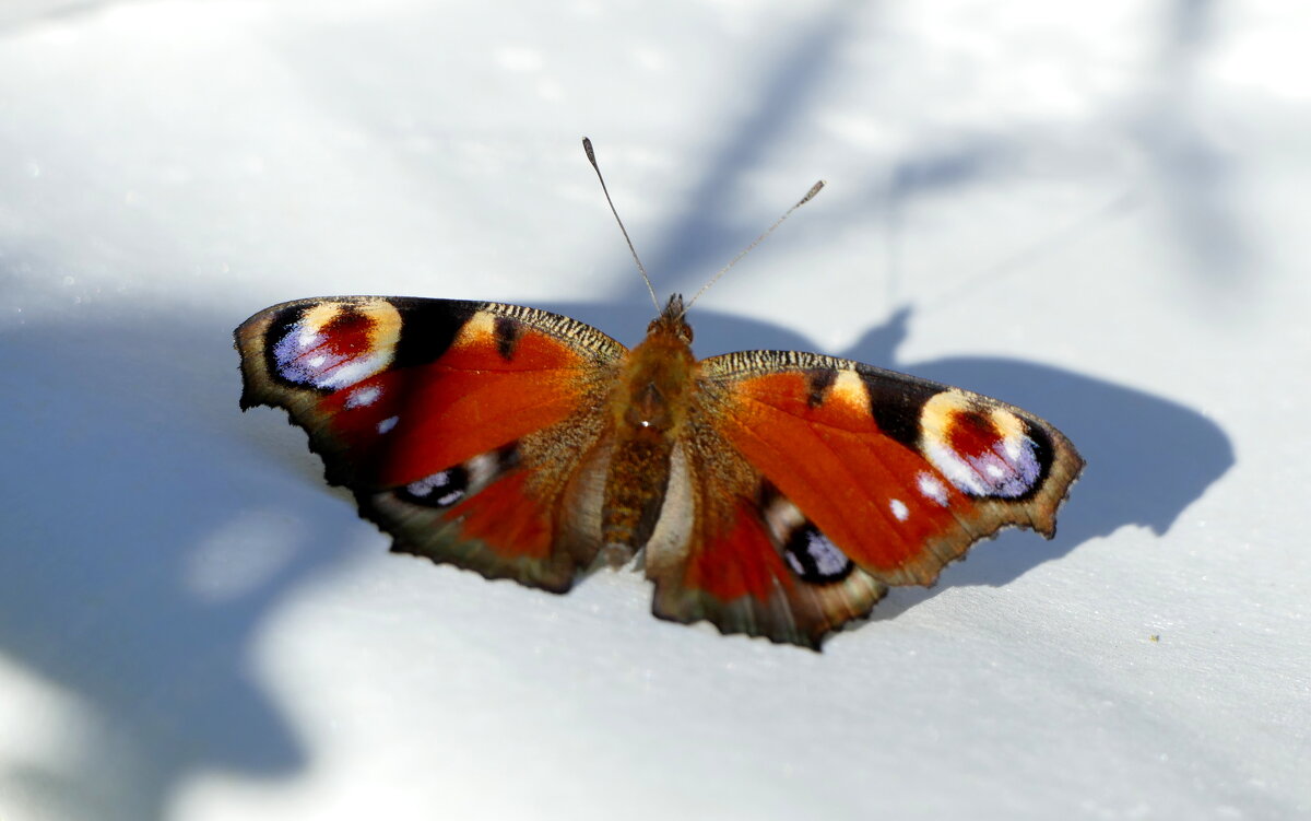 опять про бабочек...427 - Александр Прокудин