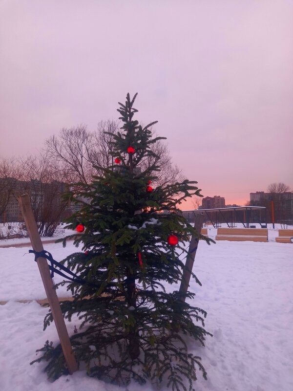 Закат - Сапсан 