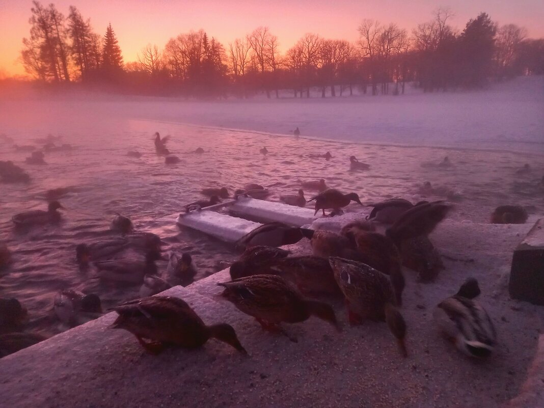 Закат с утками - Сапсан 