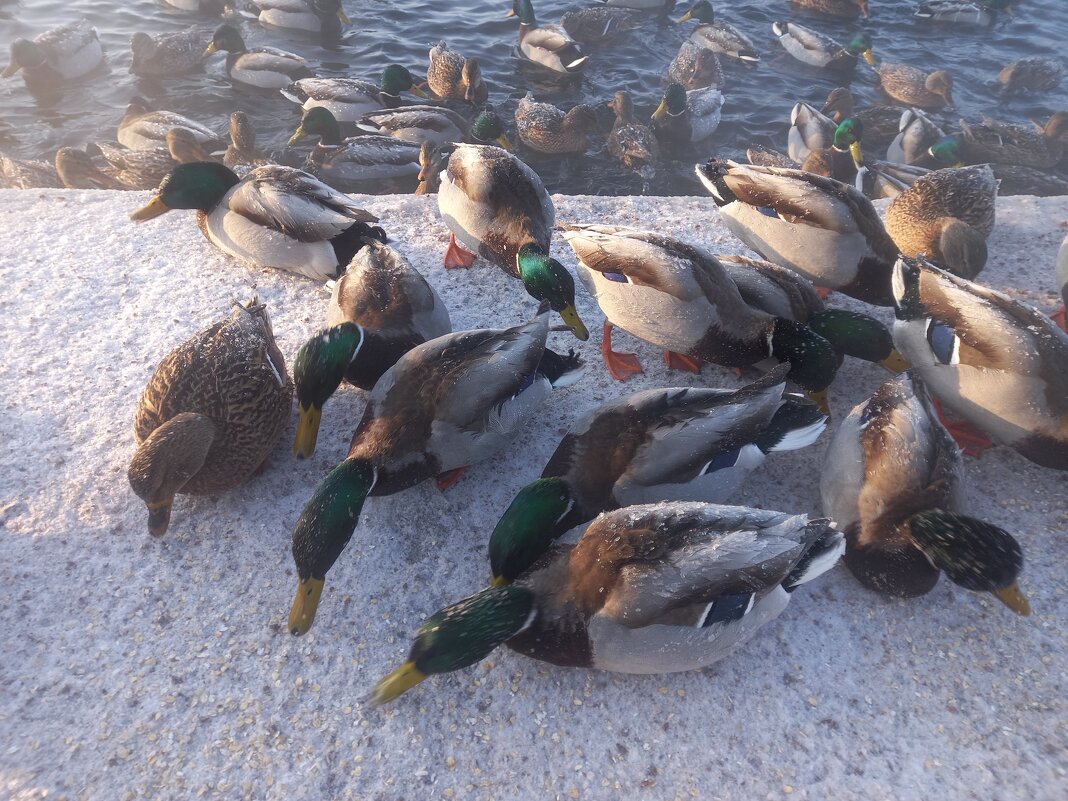 Утки - Сапсан 