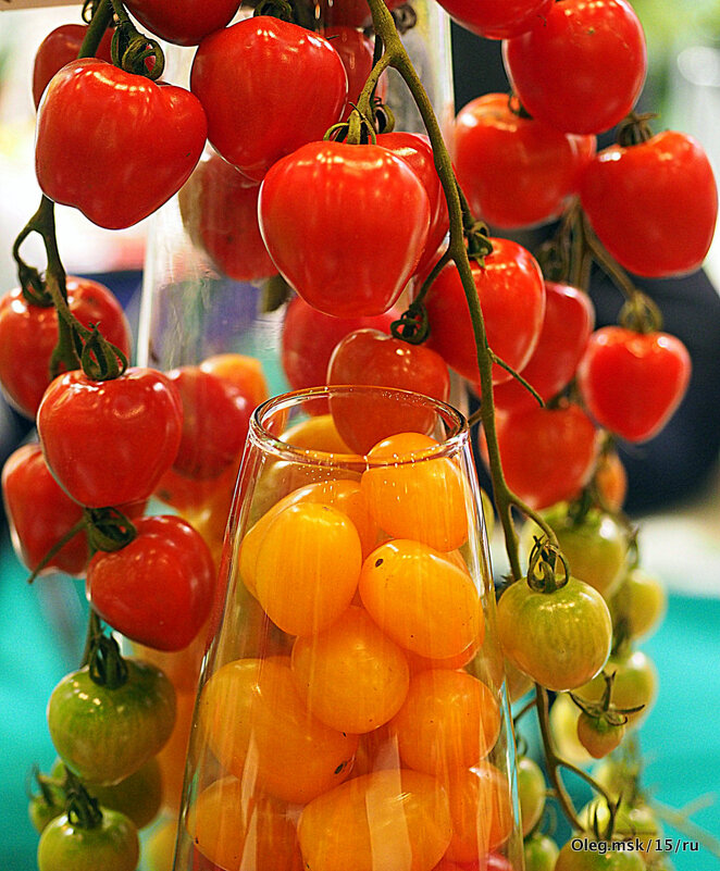 помидорчики - Олег Лукьянов