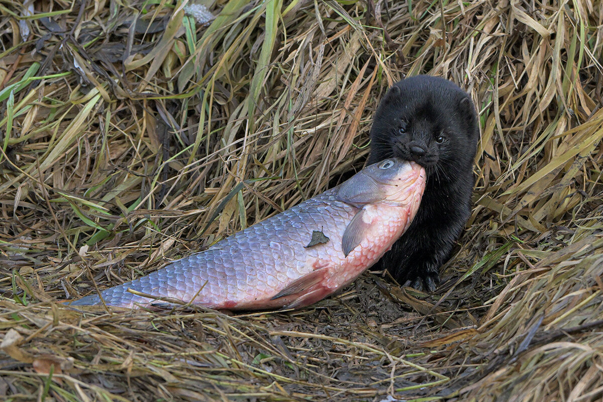 Норка, беспощадный охотник - Maxim Lanin