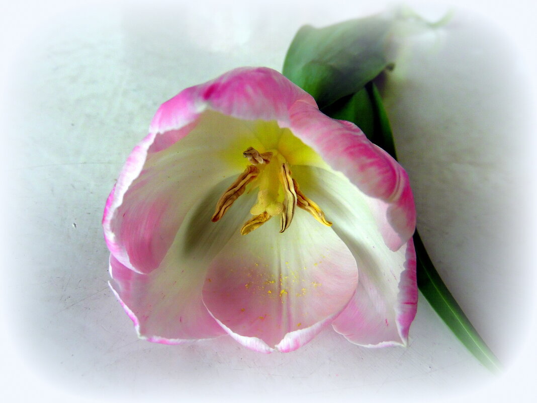 Цветок весны. - nadyasilyuk Вознюк