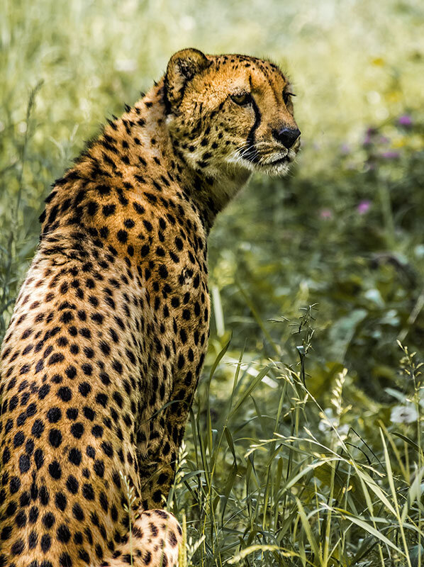 Гепард - SanSan 