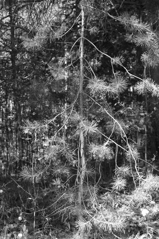 Фотография - Денис Безногов