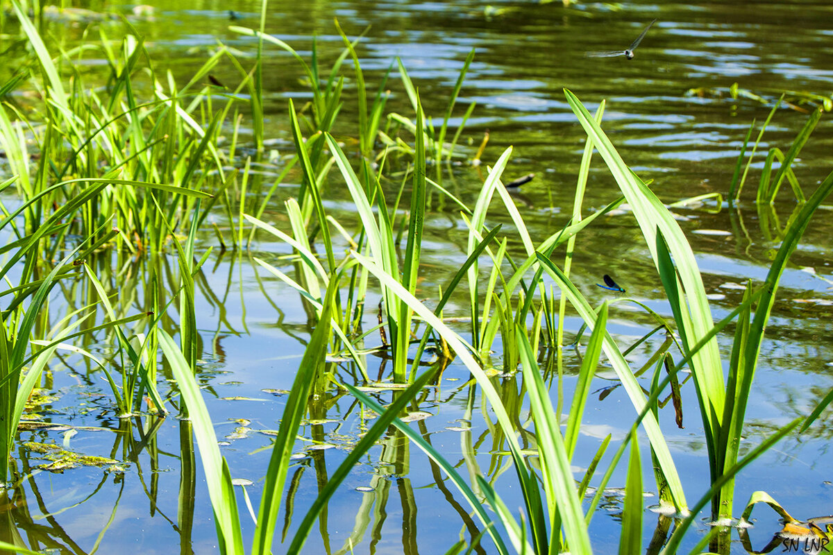 На реке - Наталья (ShadeNataly) Мельник