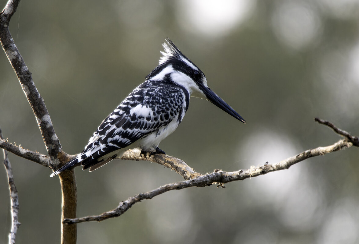 Малый пегий зимородок. - Alexander Amromin