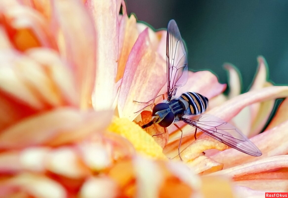 Из серии " Макро мир вокруг нас..." - Николай Саржанов