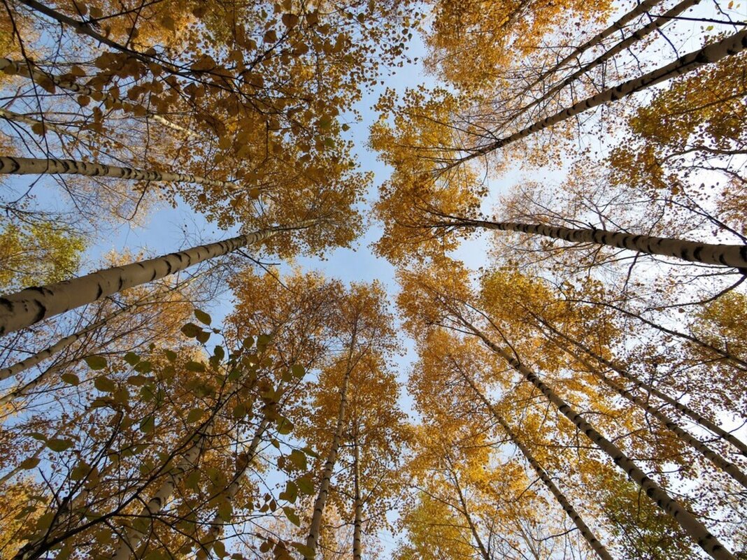 Осенний хоровод - Лариса С.