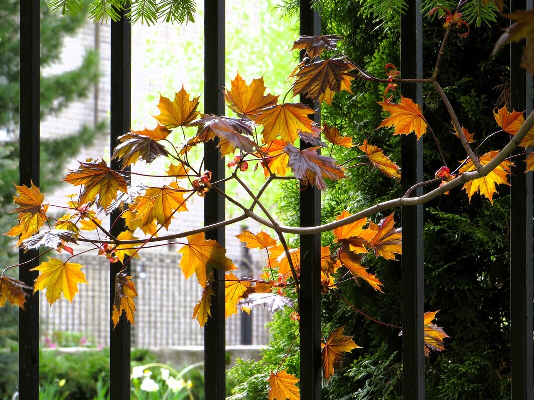 Веточка клена - Лариса С.