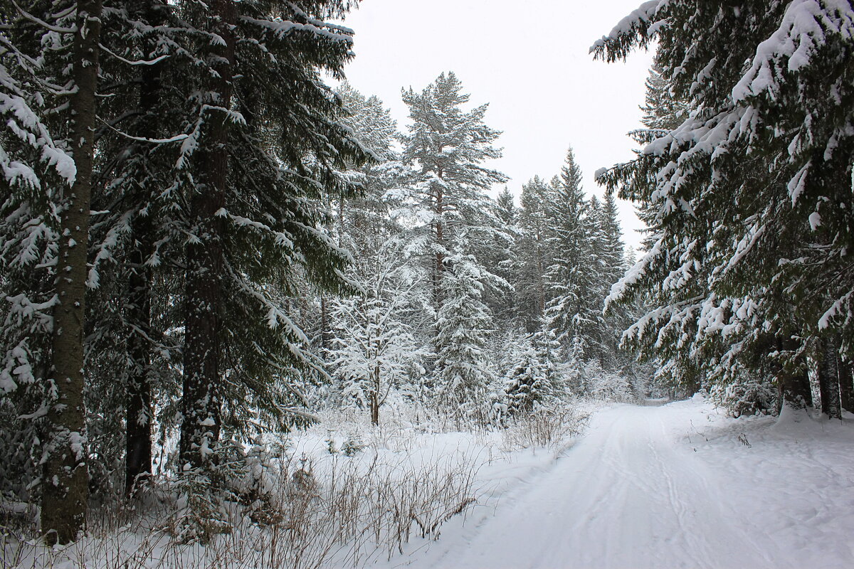 Зимний лес - Александр Щеклеин