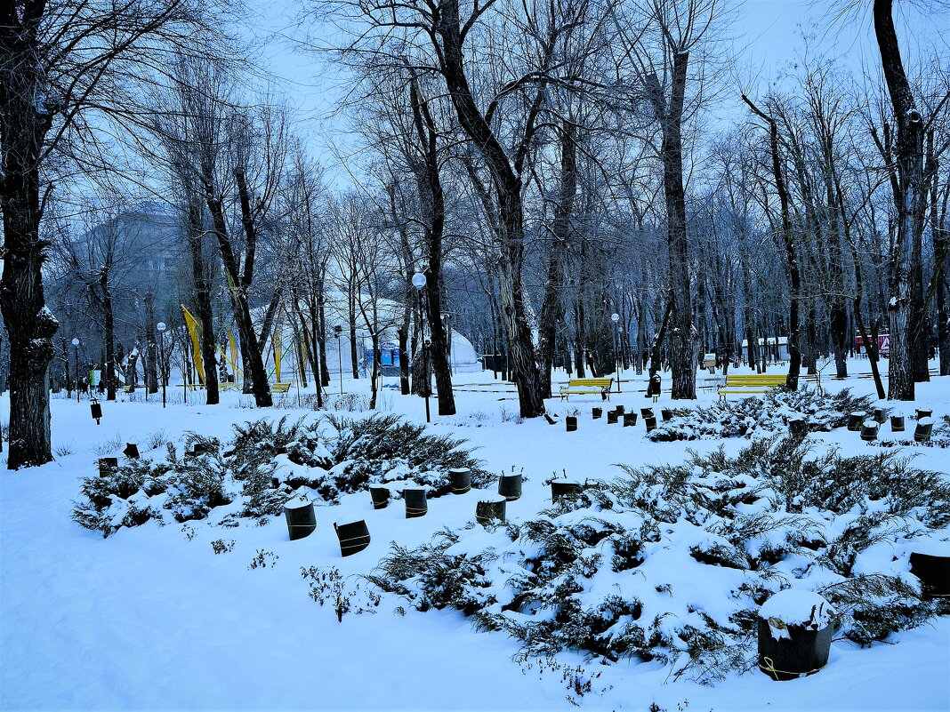 Ростов-на-Дону. Заснеженный можжевельник в парке Октябрьской революции. - Пётр Чернега