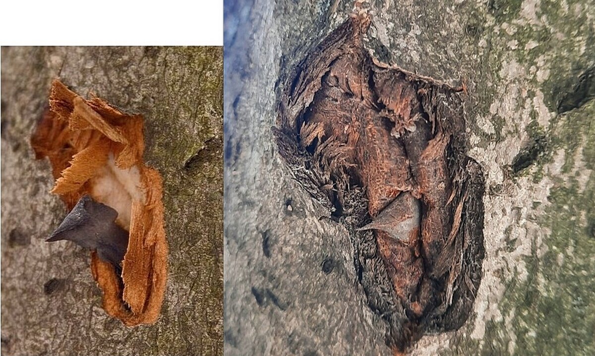 Два года спустя - Сеня Белгородский