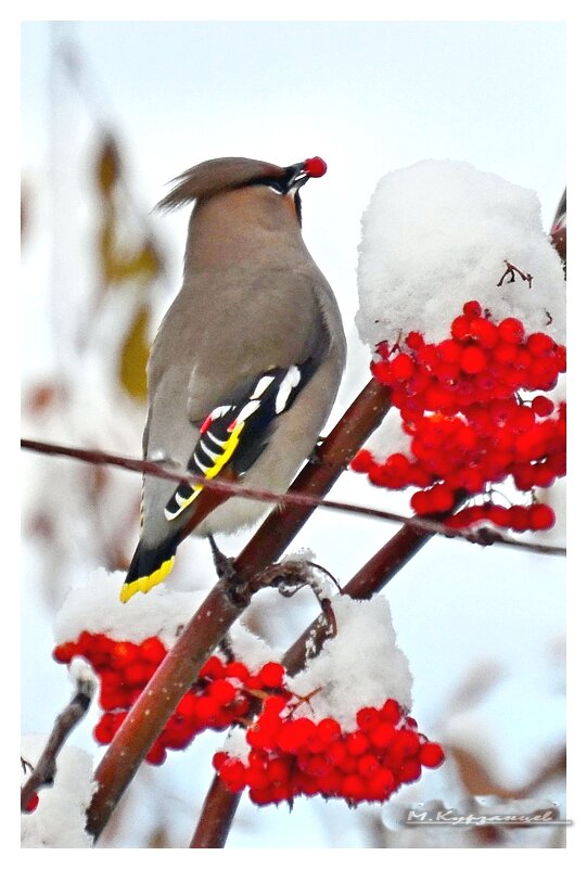 Свиристель на завтраке. - Михаил. 