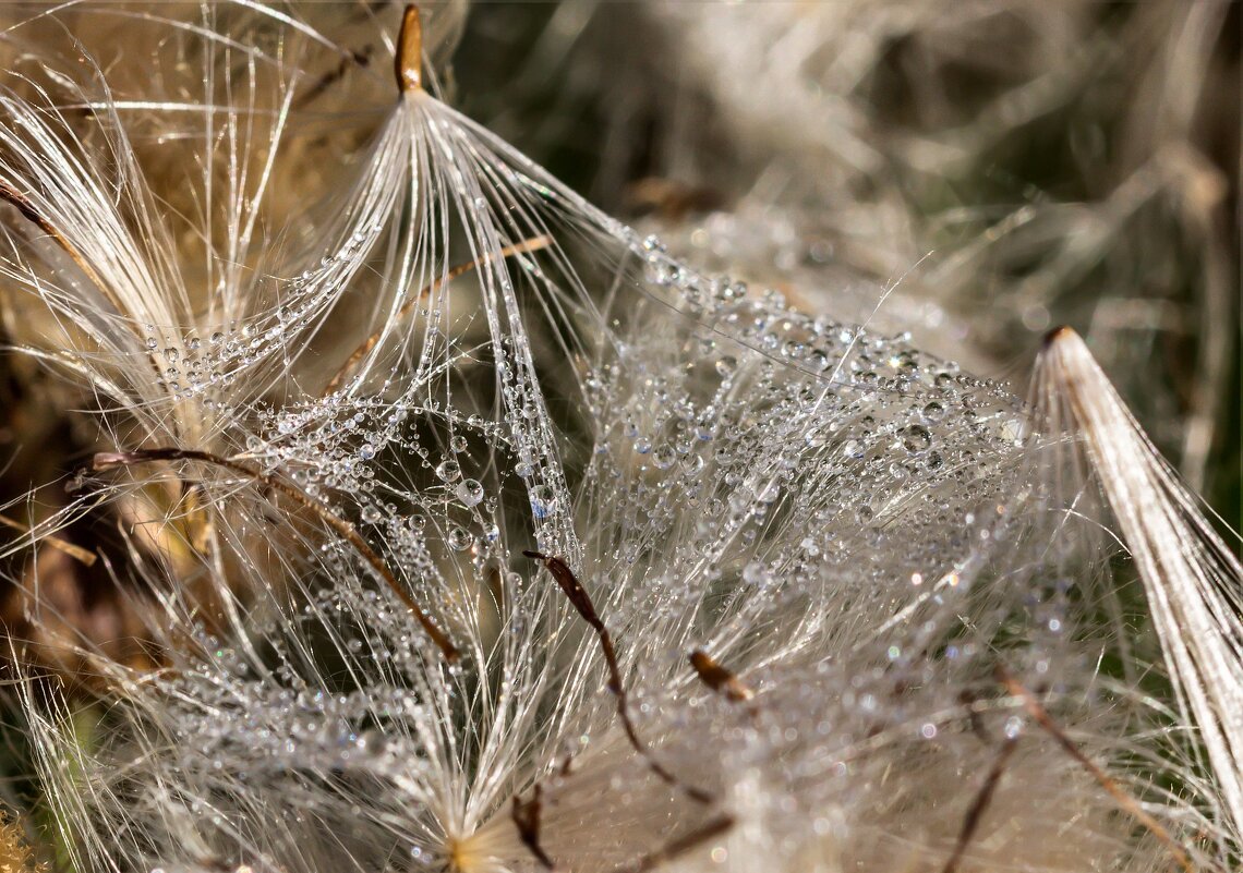 Краски лета. Утренняя роса. - Алексей Трухин