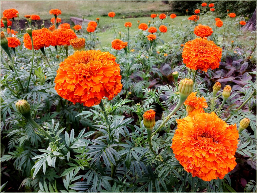 Бархатцы с позолотой :-) - Лия ☼