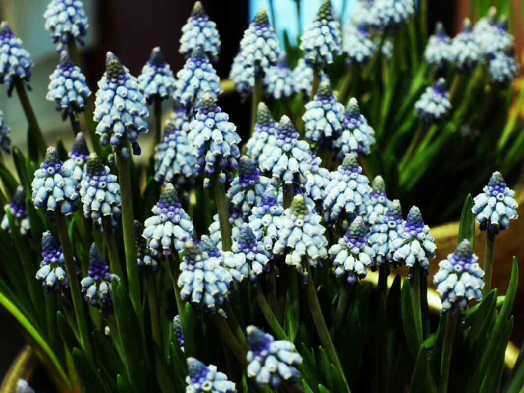 Зимние Мускарики(Muscari) - Aida10 