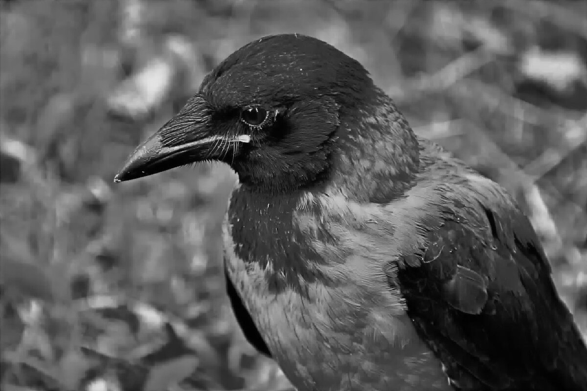 Ворона - евгений 