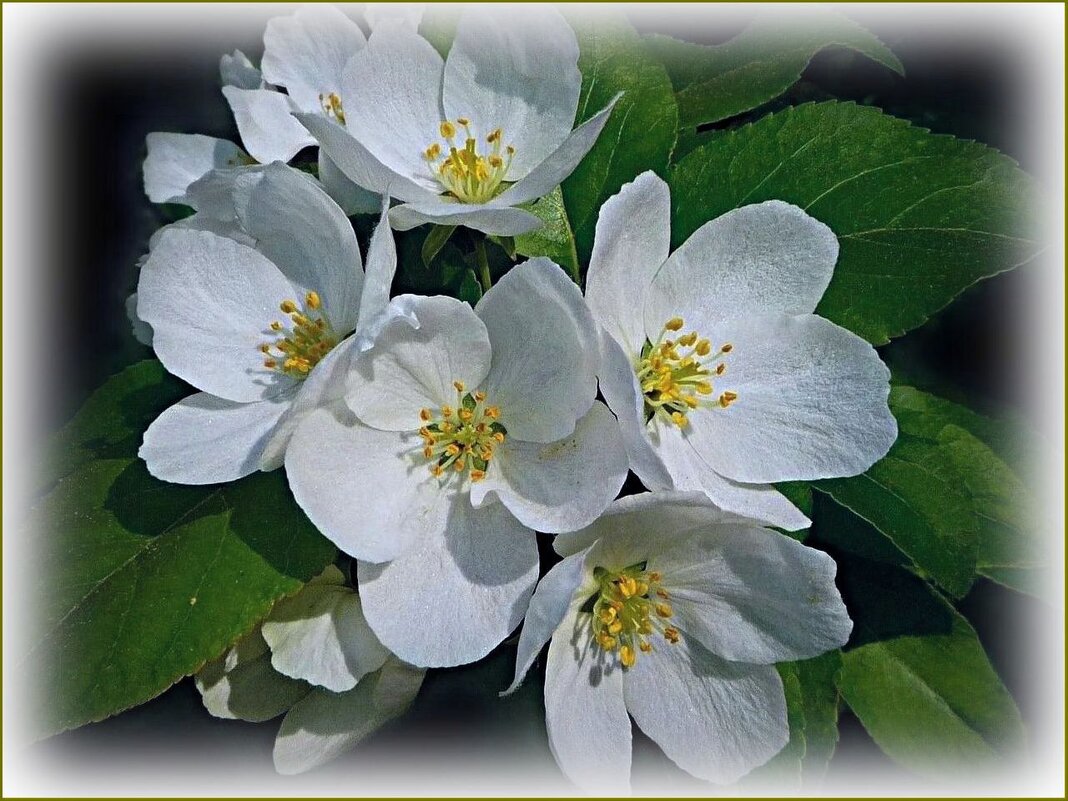 Весны цветенье ... - Валентина Надсон