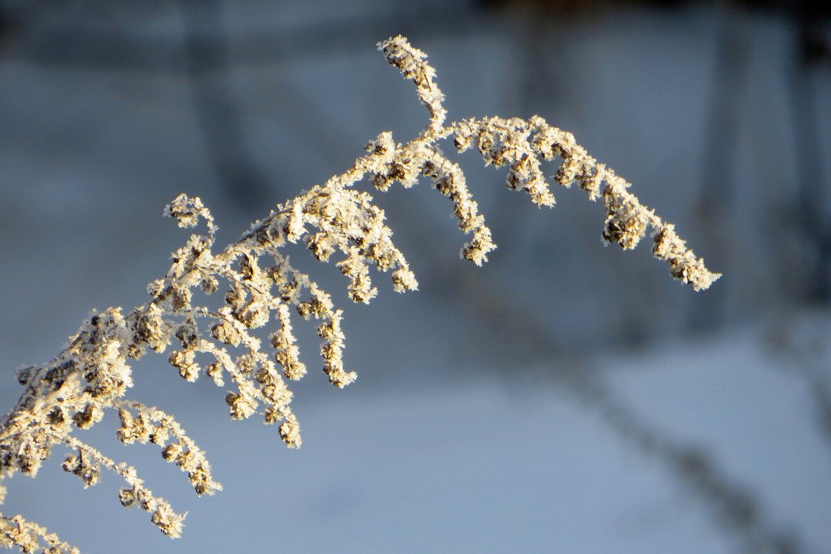 Кружевная веточка февраля - Татьяна Смоляниченко