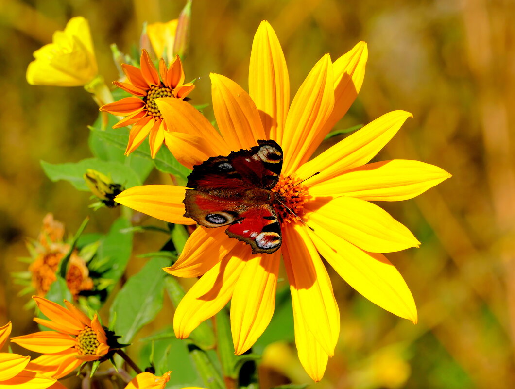 опять про бабочек...432 - Александр Прокудин