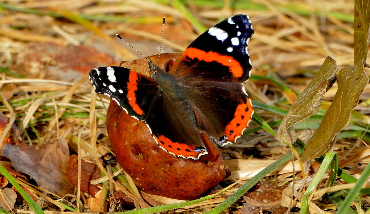 опять про бабочек...434 - Александр Прокудин