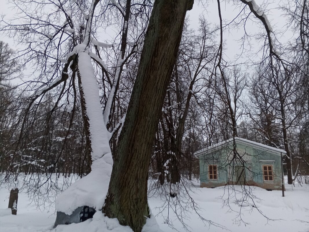 Зима - Сапсан 