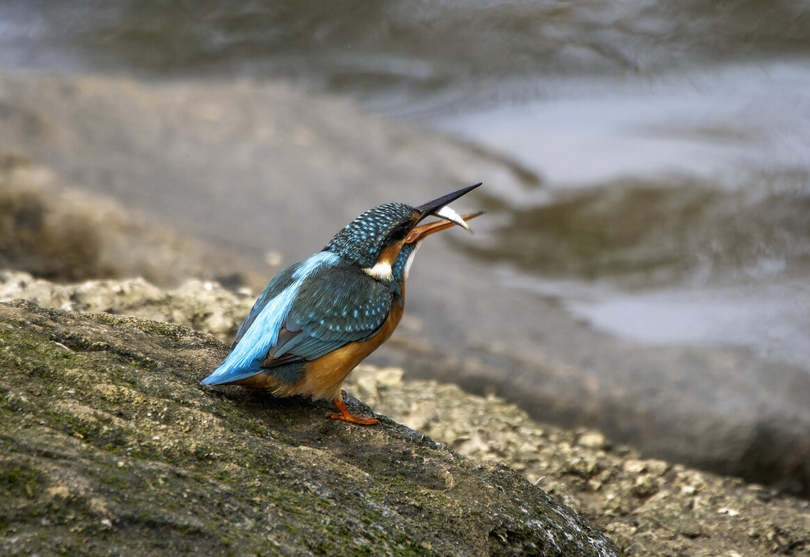 Зимородок. - Alexander Amromin